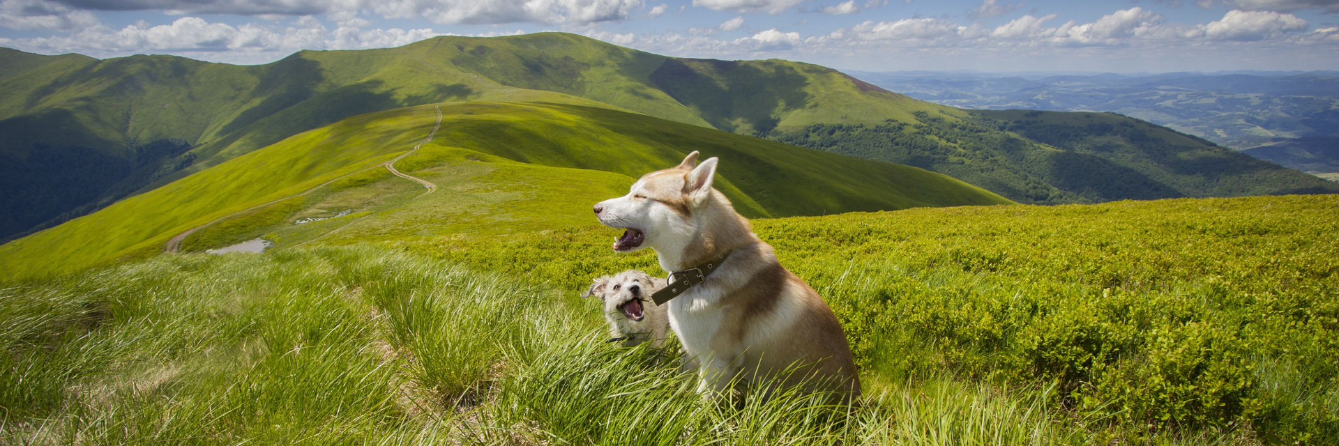 Dogs in the mountains