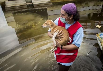 Secours aux animaux victimes de catastrophes