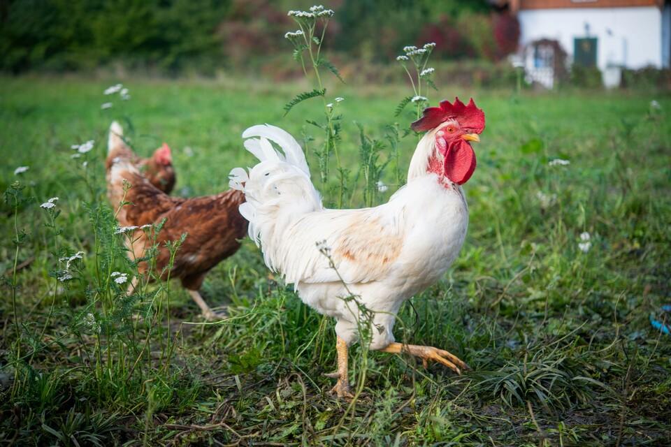 Freilaufende Hühner auf einer grünen Wiese