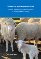 Étude économique sur l'abandon de l'utilisation de moutons subissant du mulesing