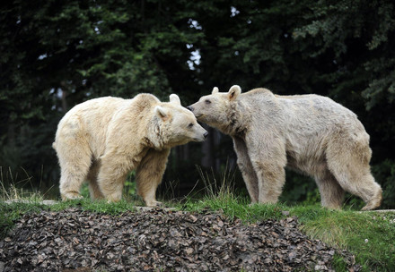 Des ours qui s'embrassent