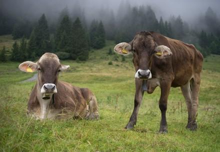 Les bovins de Suisse