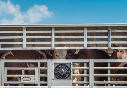 cows in truck