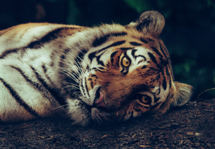 Tiger auf dem Boden