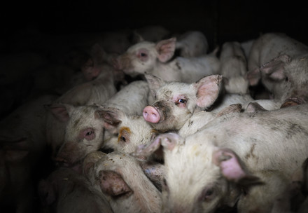 Piglets on a pig farm