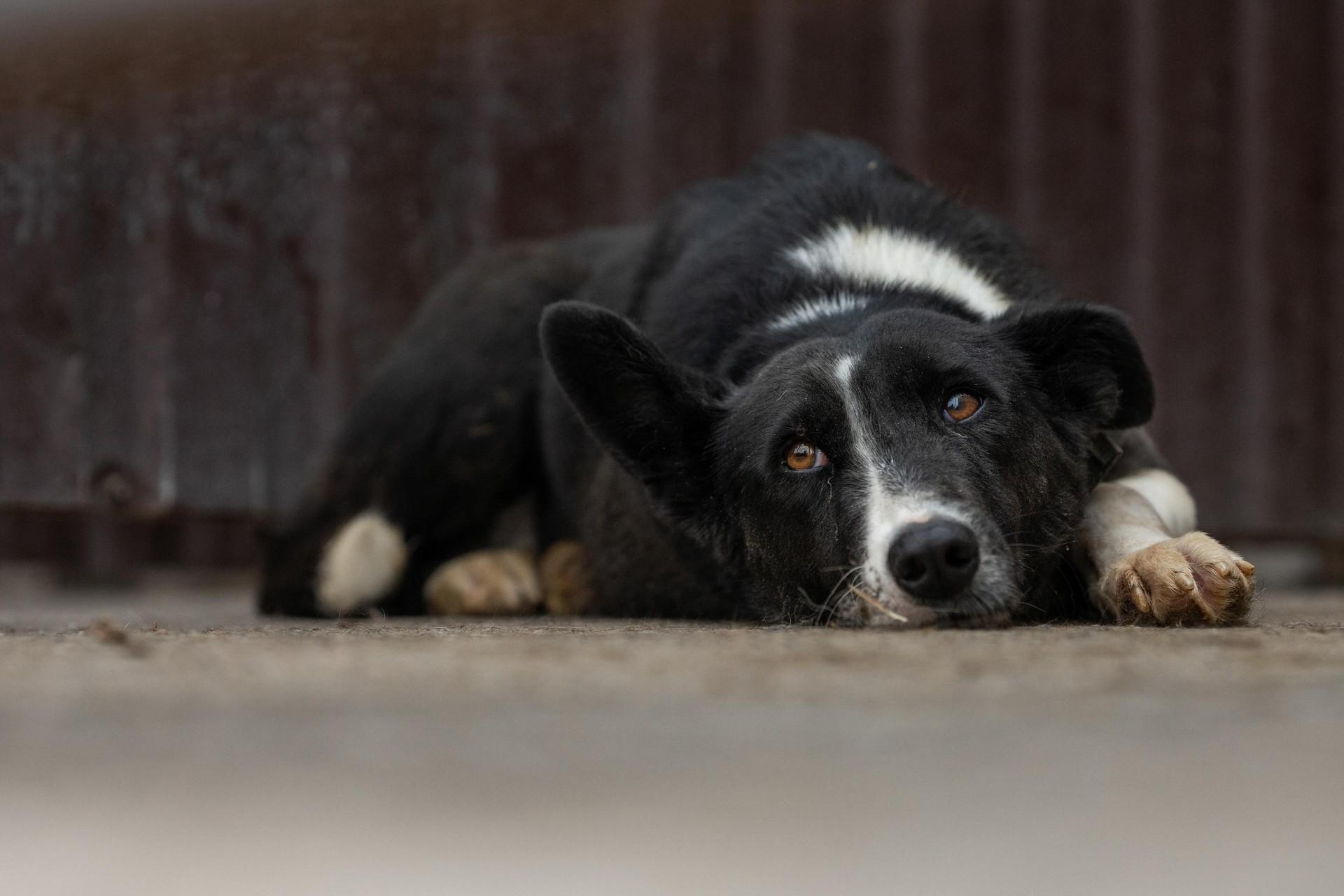 Hund in der Ukraine
