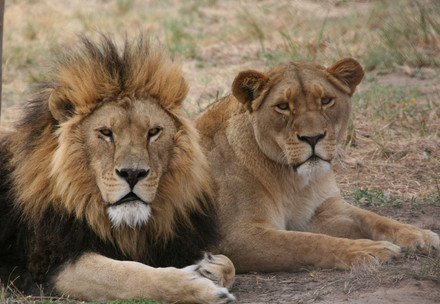 A male lion and a female lion laying down together