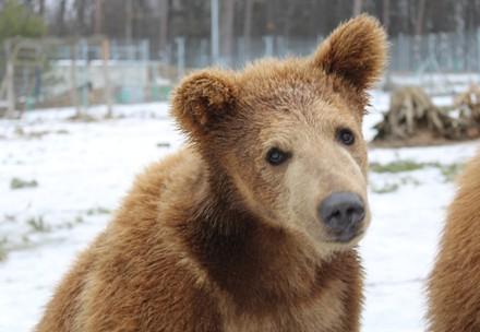 Bear at BEAR SANCTUARY Domazhyr