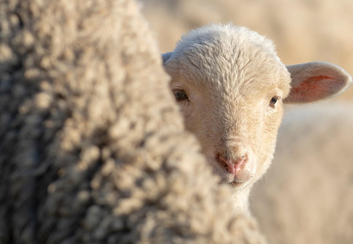 Closing the gap: Australian wool growers hear directly from brands and  their supply chains that mulesed-free wool is the future - FOUR PAWS  Australia - Animal Welfare Charity