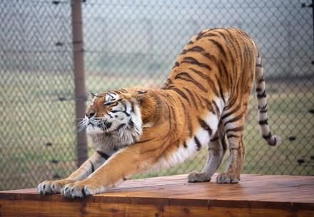 Tigre à LIONSROCK