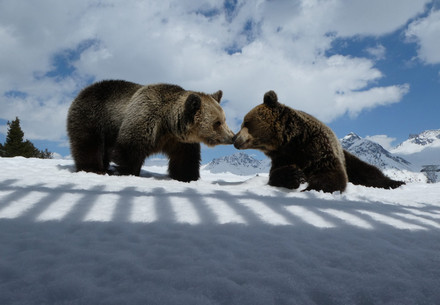 Bears Amelia and Meimo at Arosa Bear Sanctuary
