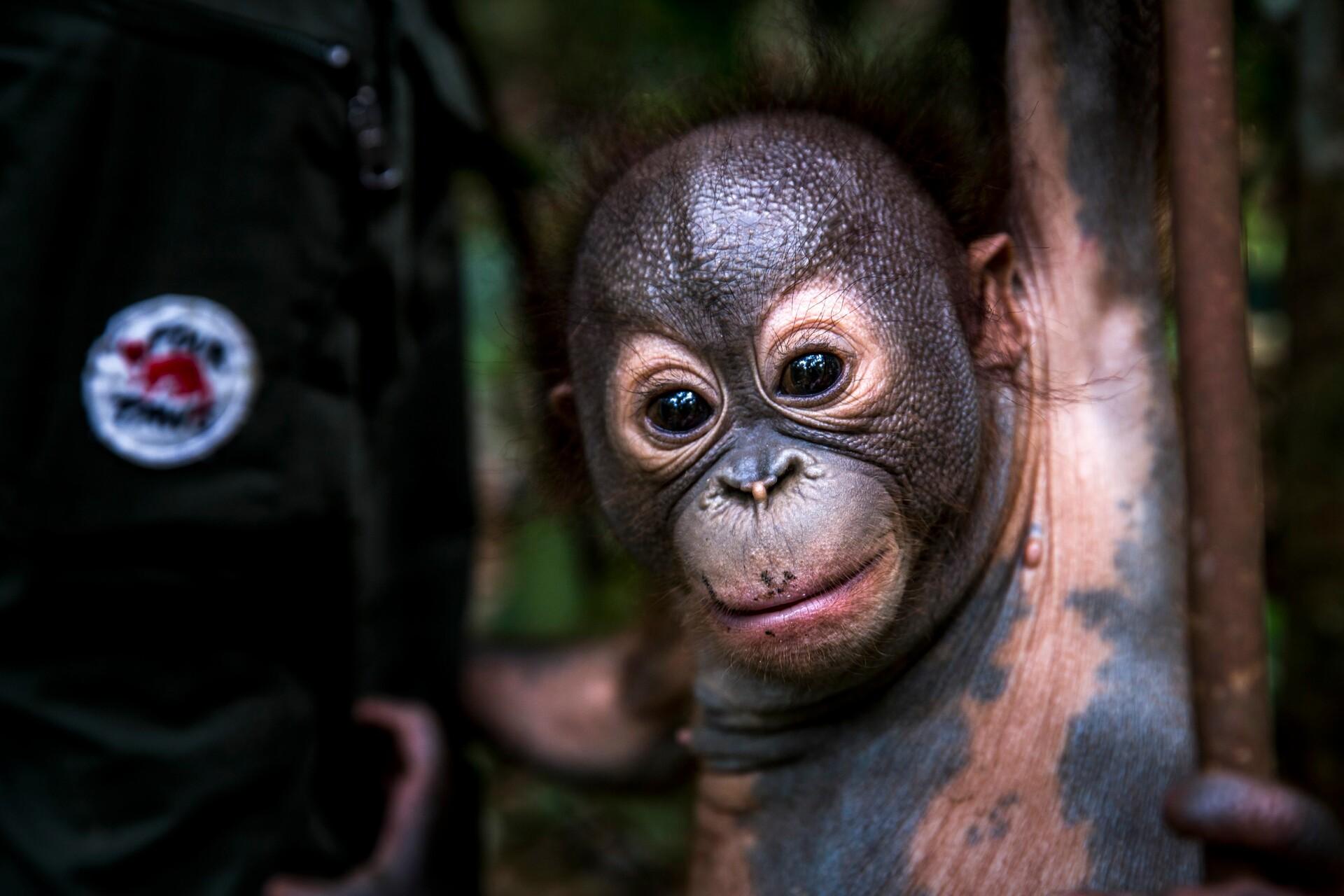 Orang-oetanweesje op Borneo