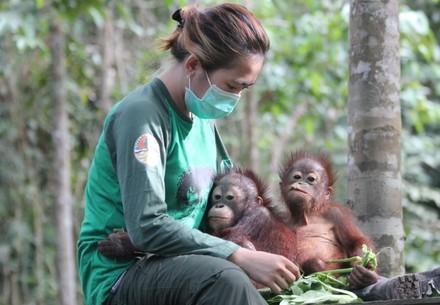 Sensation at FOUR PAWS ORANGUTAN FOREST SCHOOL in Borneo - FOUR