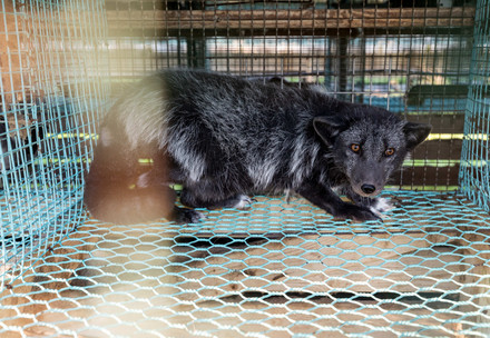 Fuchs in einem Käfig auf einer Pelztierfarm