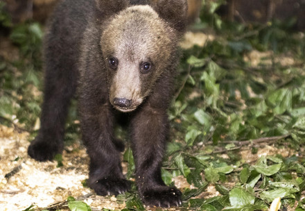 FOUR PAWS shelters orphaned bear cub at BEAR SANCTUARY Belitsa in Bulgaria