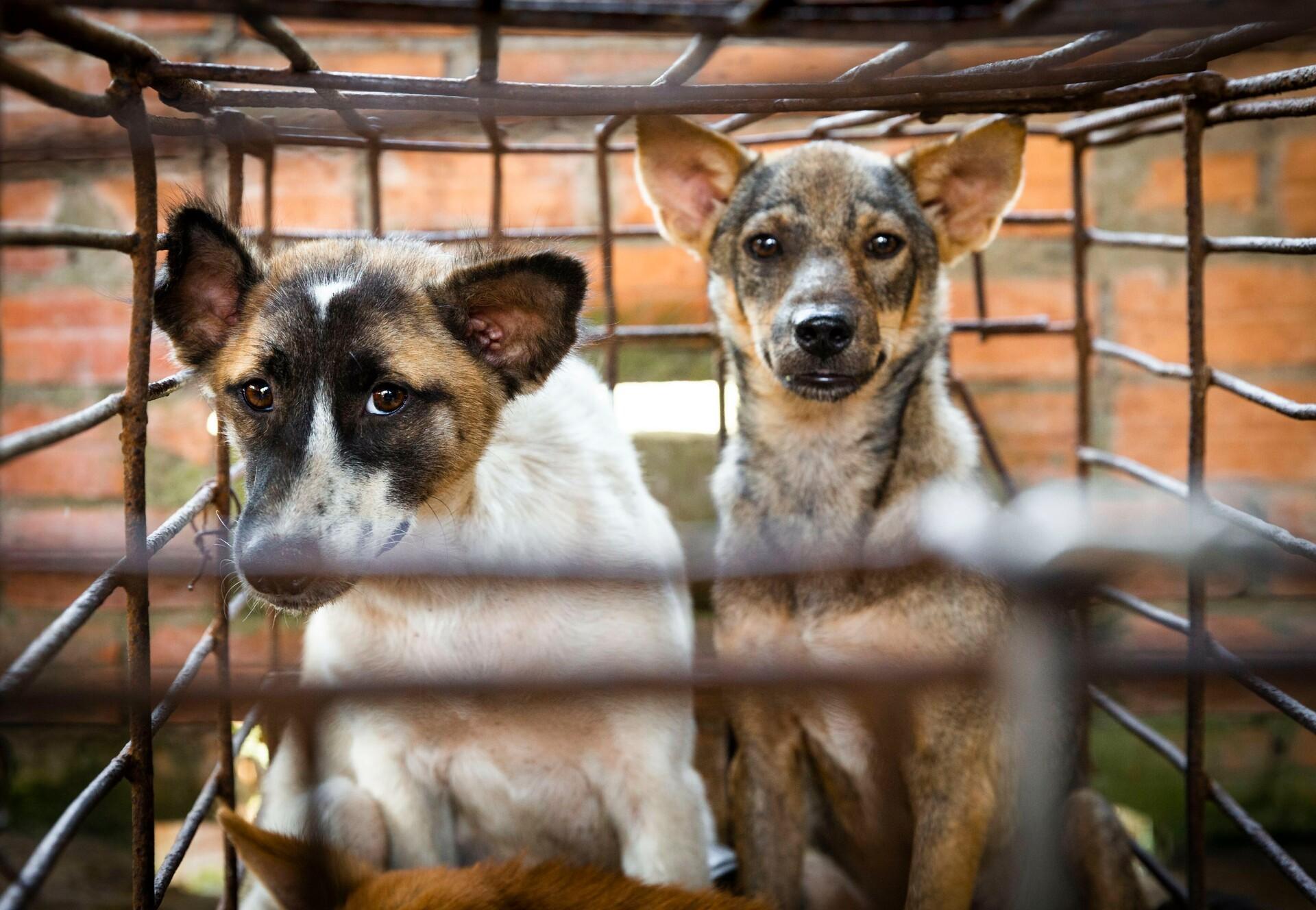 Ground Zero of the Cambodian Dog Meat Trade - FOUR PAWS in US - Global  Animal Protection Organization