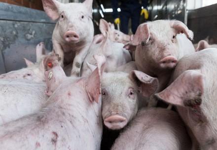 Varkens lijden enorm tijdens verre veetransporten. 