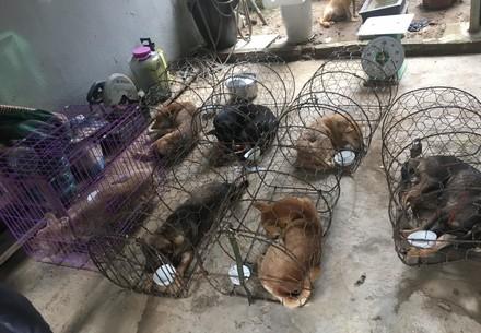 Des chiens dans une cage