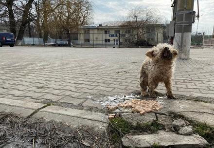 Rescue dog Oiţã on the streets