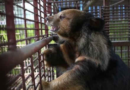 7 bile bears rescued