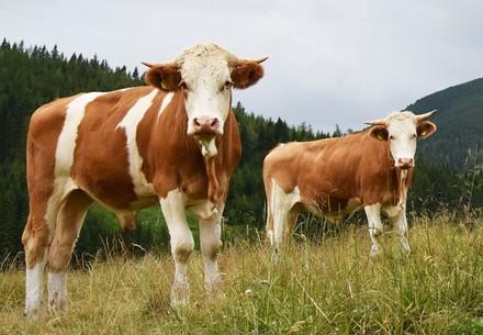 Rinder mit Hörnern auf der Weide
