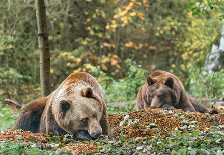 Brown bears Michal and Tapsi resting in the forest