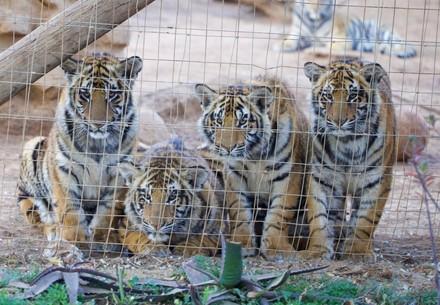 tiger cubs in captive farm in South Africa