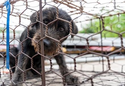 Hoi An est la première ville du Vietnam à interdire la viande de chien et de chat