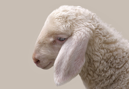 A sad lamb