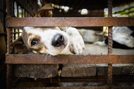 Dog and cat meat trade