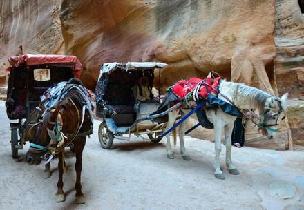 Help for working horses in Petra