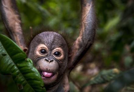Gerhana à l’ÉCOLE DE LA FORÊT pour orangs-outans de QUATRE PATTES à Bornéo