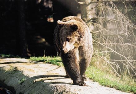 Bear Brumca in BEAR SANCTUARY Arbesbach 