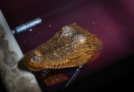 crocodile farmed for leather