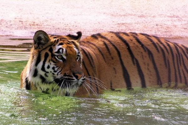 Tiger im Wasser bei TIERART