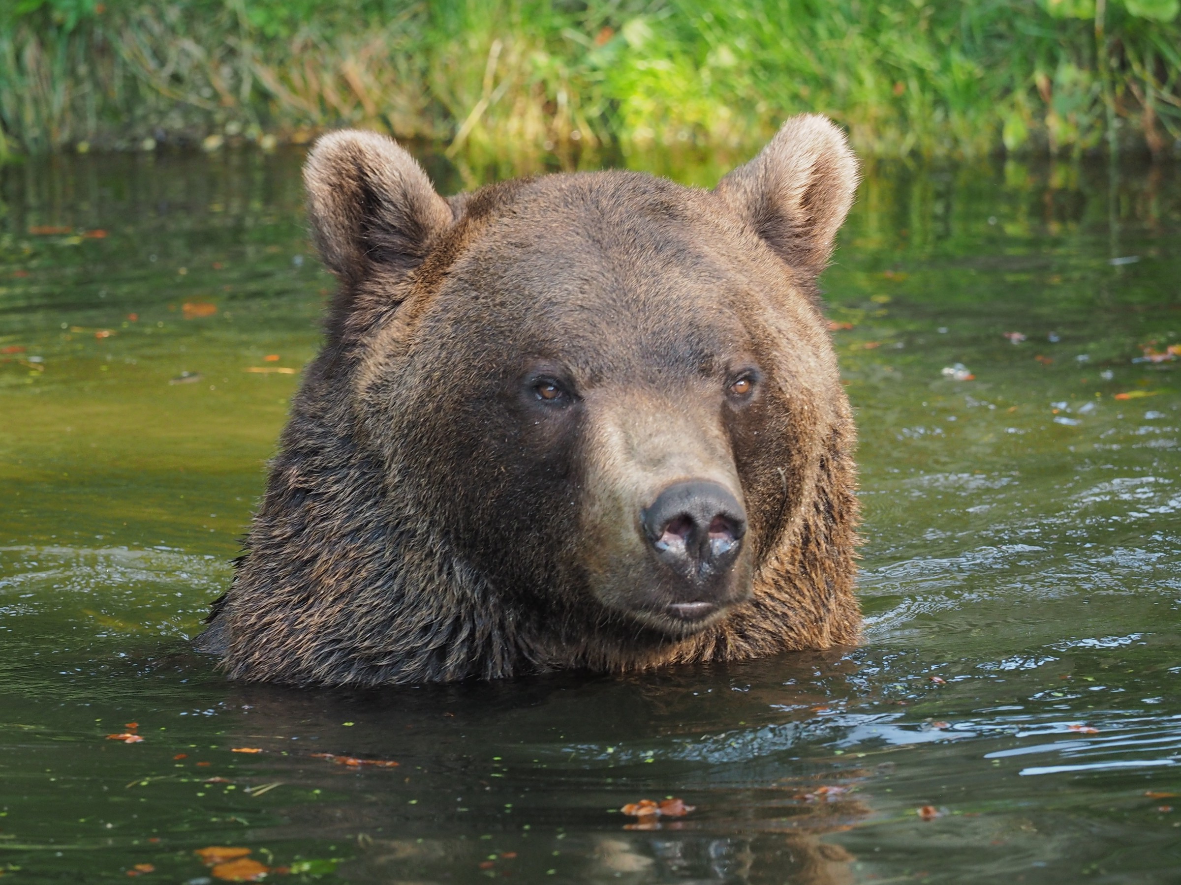 Bear Erich is taking a cool bath