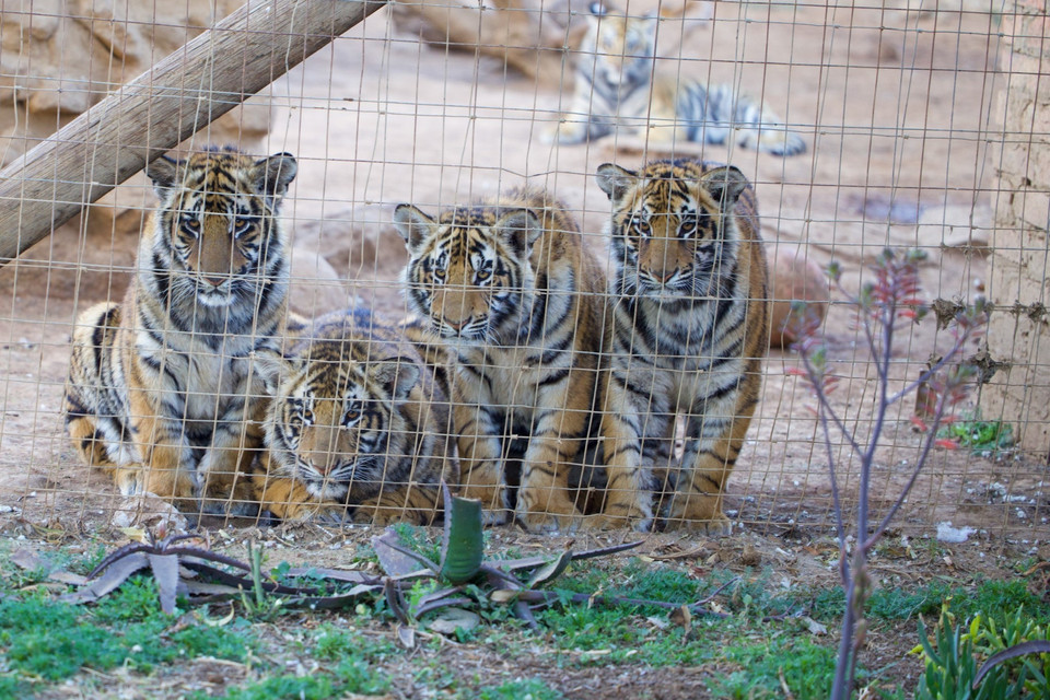 Investigation into the big cat captive breeding in South Africa.