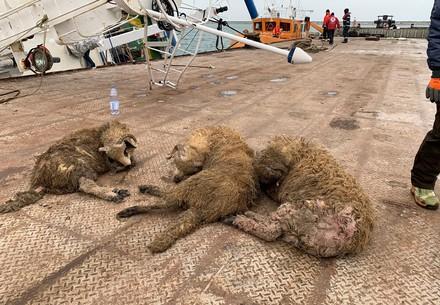 The race against time: 228 sheep already rescued from capsized ship in Romania