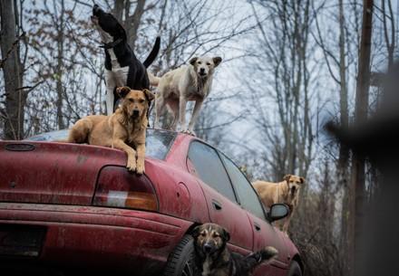 Streunerhunde auf Auto