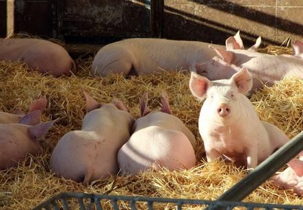 Schweine bei der Familie Korntner, einem Betrieb der Hütthaler Hofkultur. 