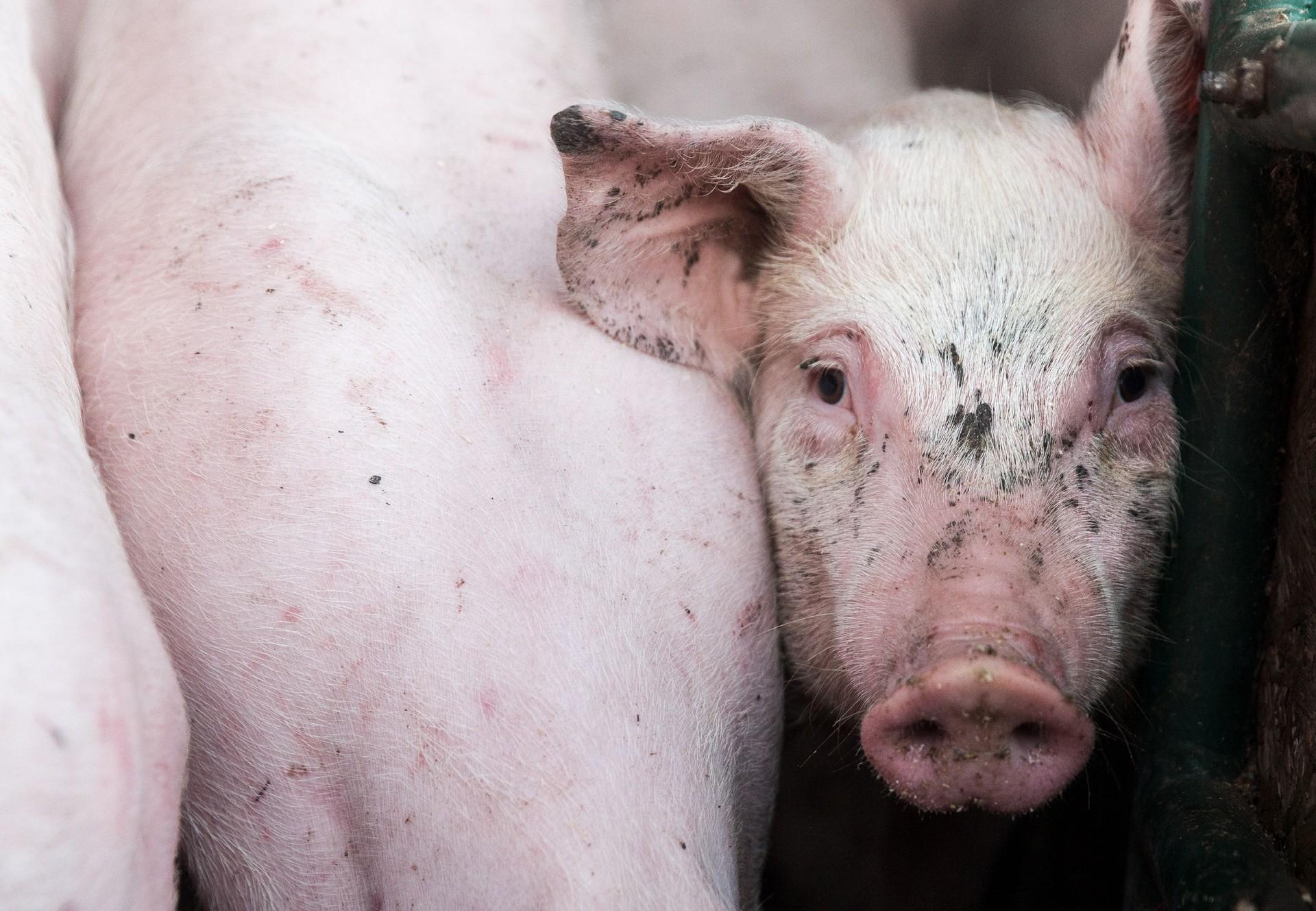 Pig Husbandry - FOUR PAWS International - Animal Welfare Organisation