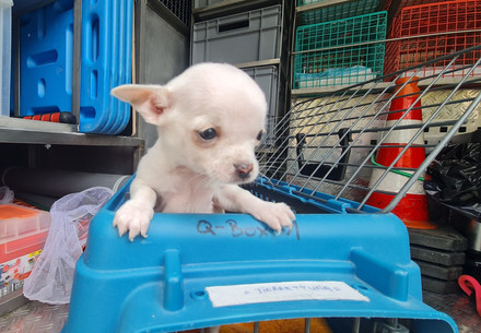 A small white puppy trying to get out of a blue pet carrier