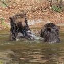 The two brownbears Emma and Erich play in the pond.