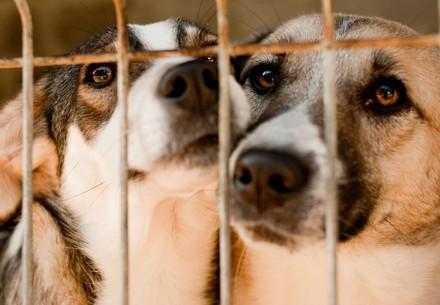 Des chiens en cage