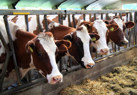 Factory farmed dairy cows