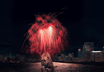 Ängstlicher Hund bei Feuerwerk