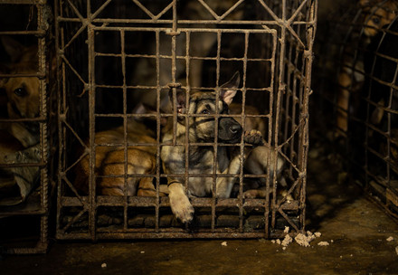 Jakarta interdit le commerce de viande de chien et de chat