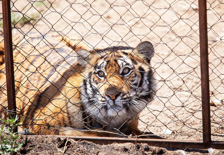 Adult tiger behind fence 