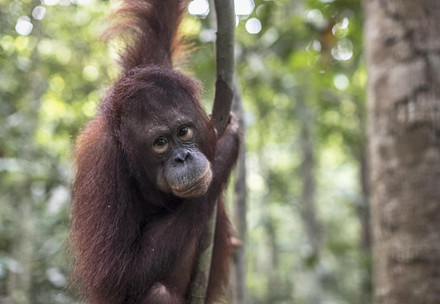 Orangutan Cantik in the forest