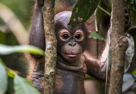 Orangutan in the woods